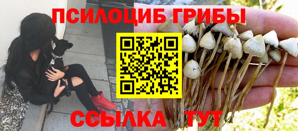 Псилоцибиновые грибы Cubensis Гудермес